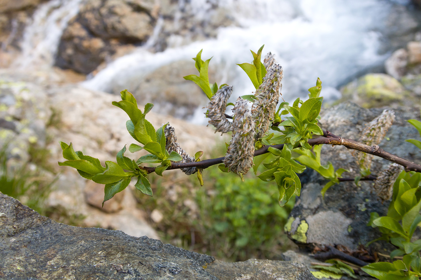 Изображение особи Salix kuznetzowii.