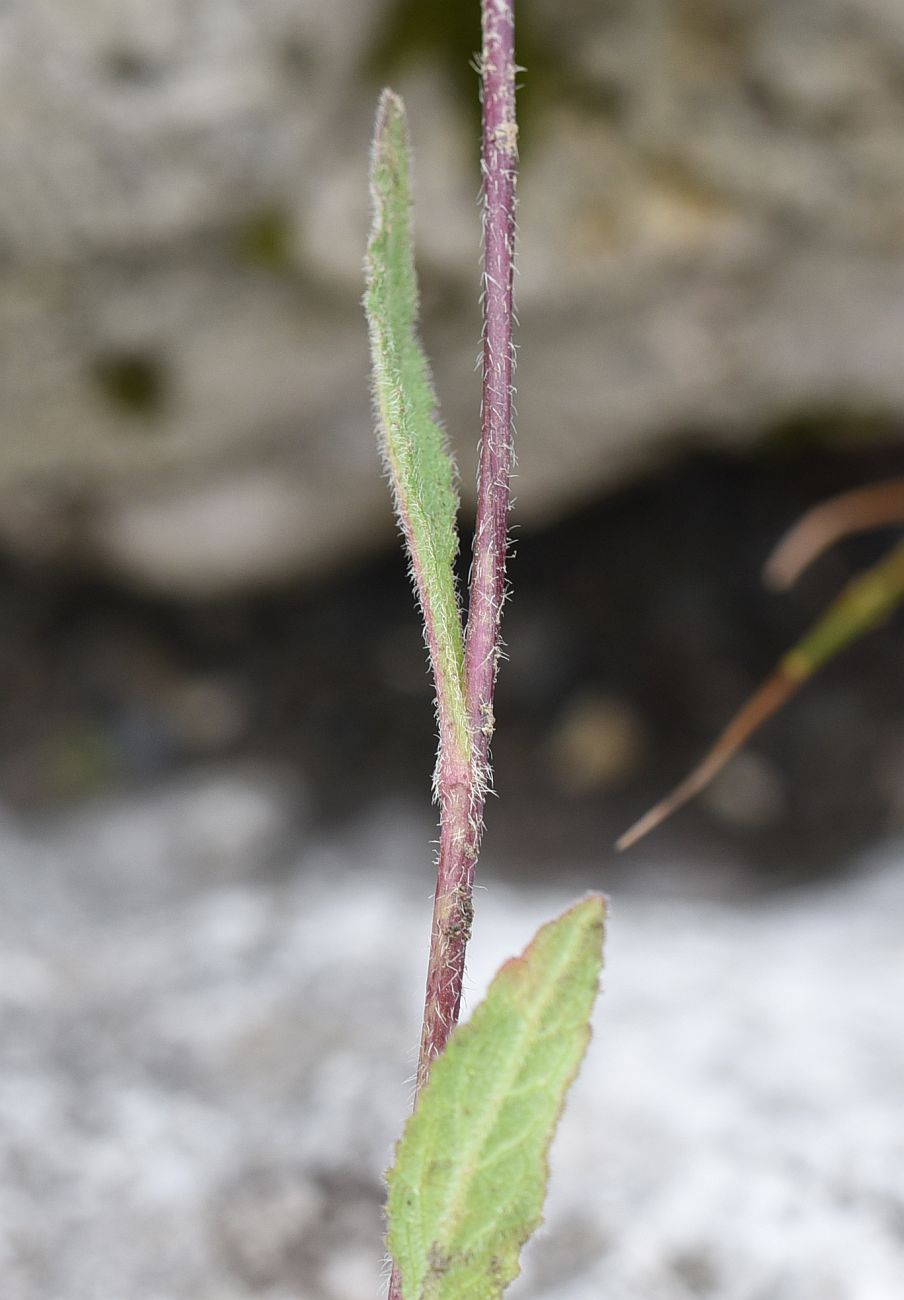 Image of Campanula collina specimen.