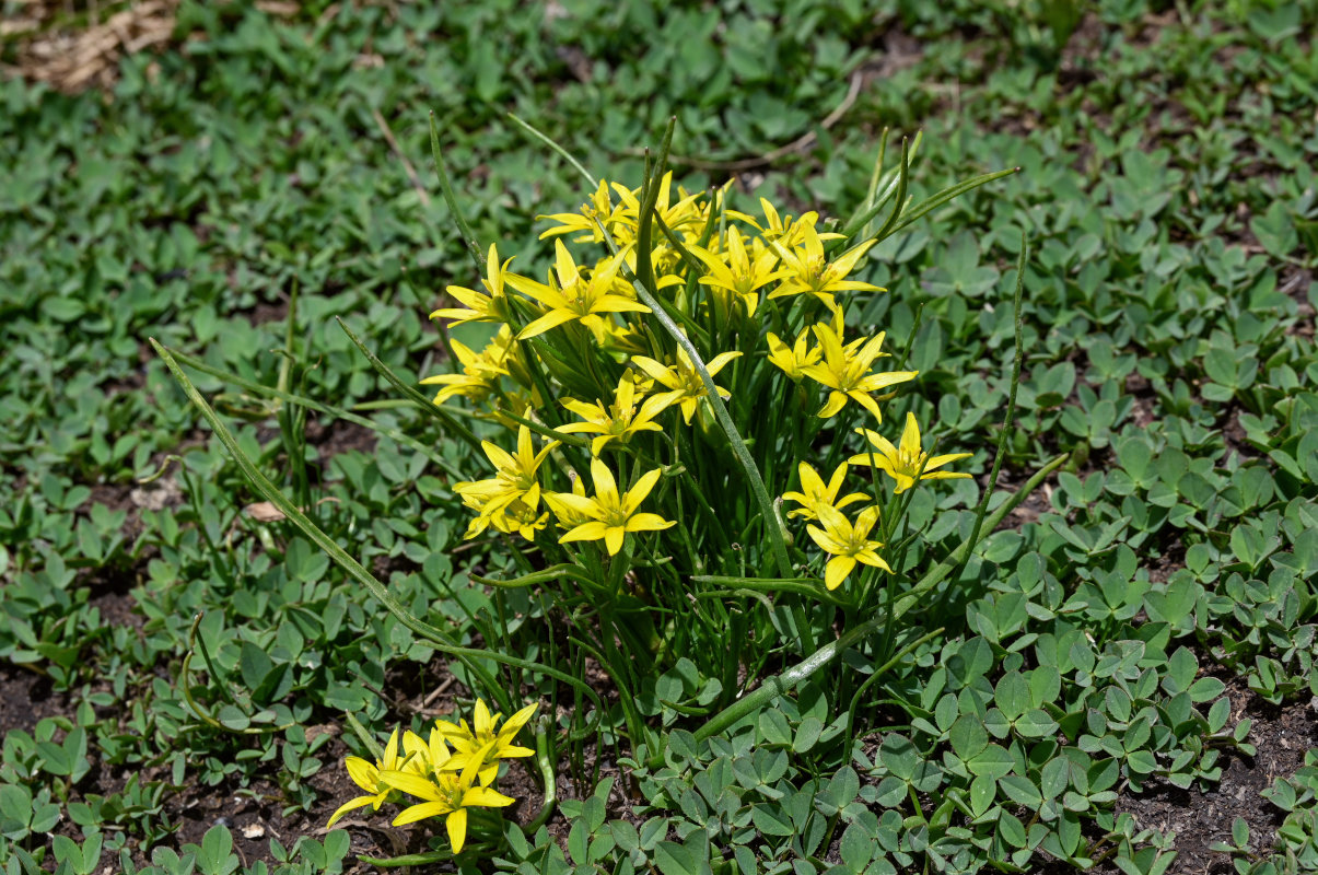 Image of Gagea liotardii specimen.