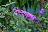 Buddleja davidii. Верхушка побега с соцветием. Дагестан, Кизилюртовский р-н, окр. с. Миатли, в культуре. 28.07.2022.