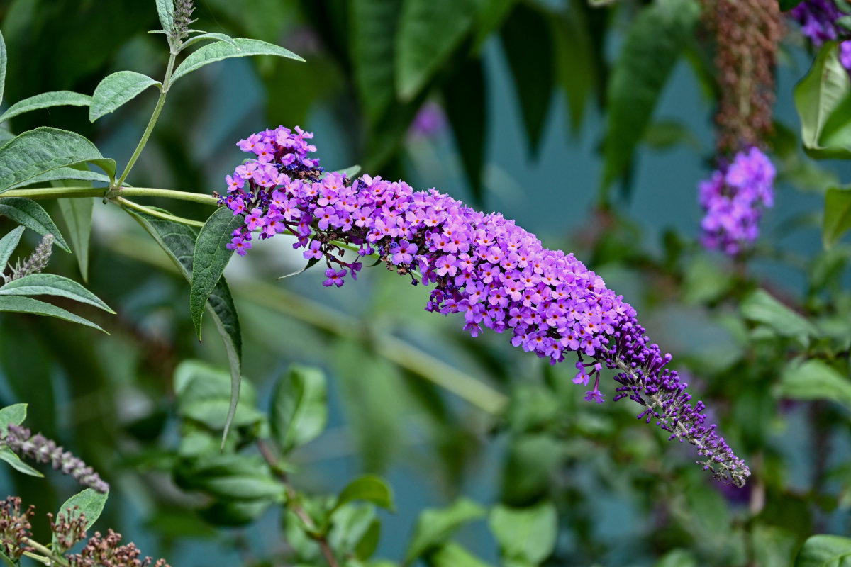 Изображение особи Buddleja davidii.