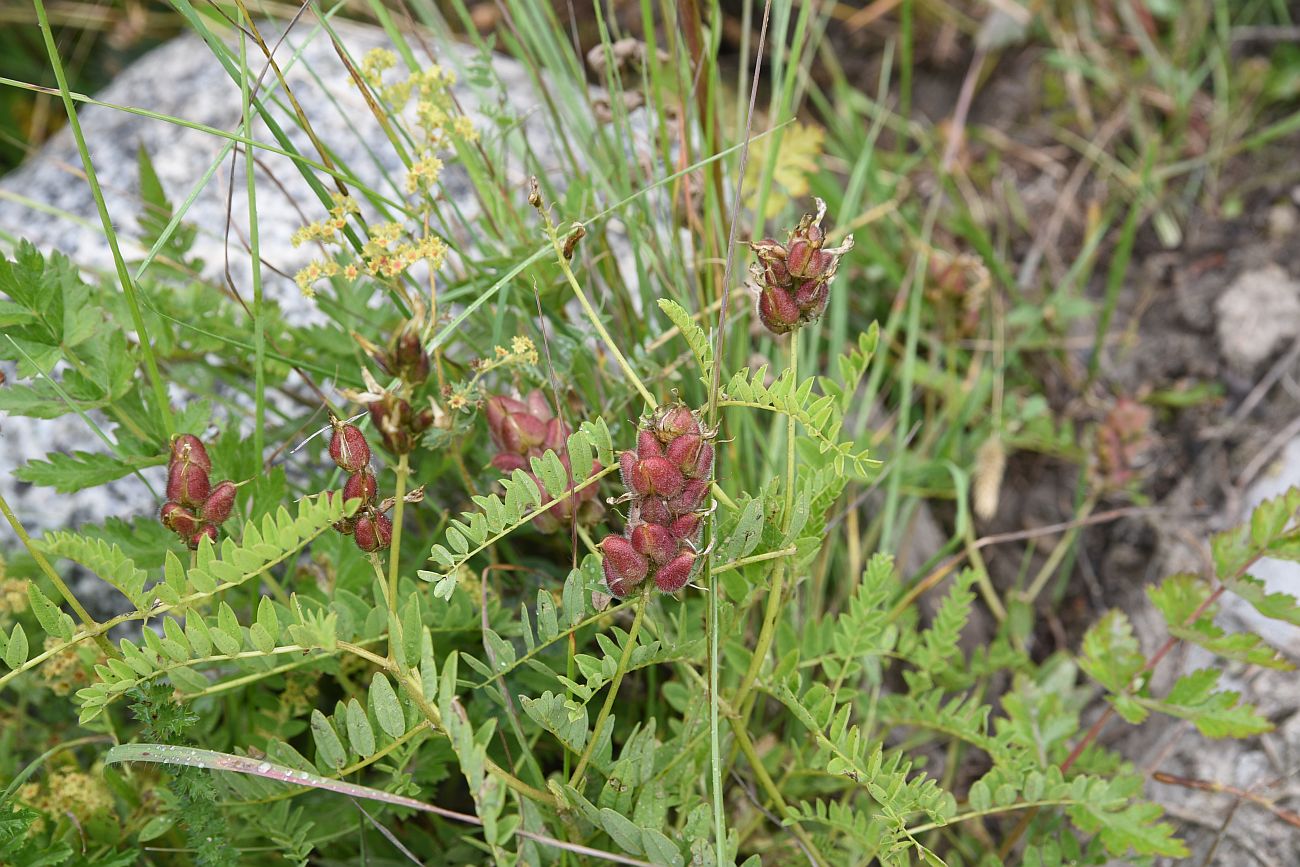 Изображение особи Astragalus cicer.