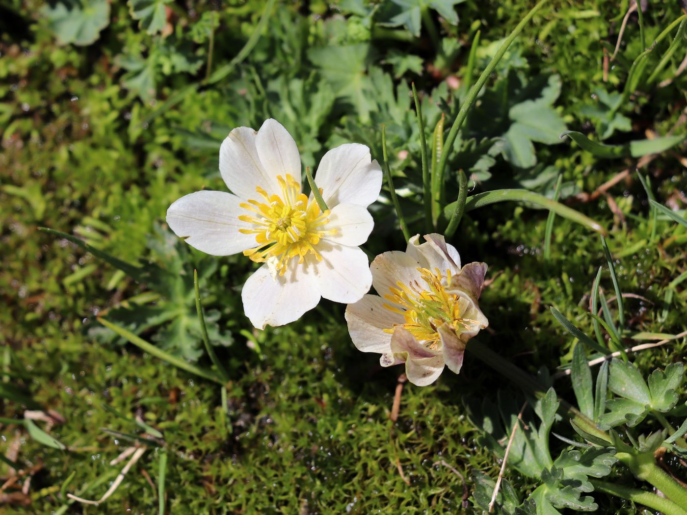 Изображение особи Trollius komarovii.