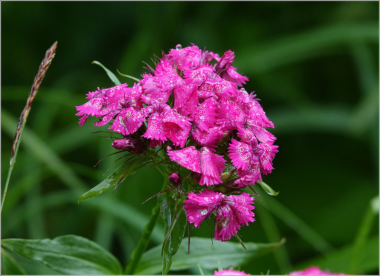 Изображение особи Dianthus barbatus.