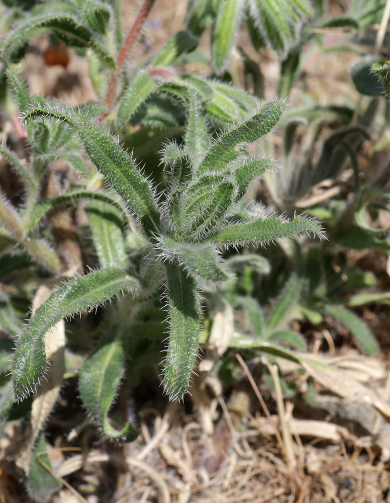 Image of Onosma dichroantha specimen.