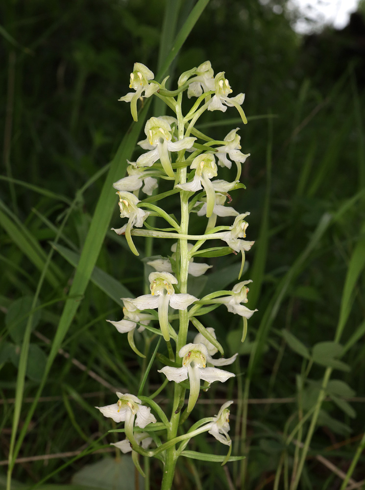 Изображение особи Platanthera chlorantha.