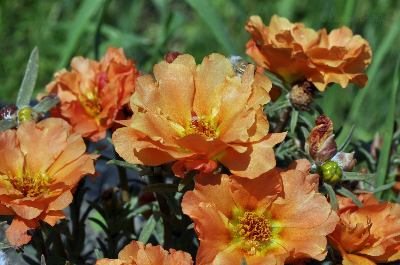 Изображение особи Portulaca grandiflora.