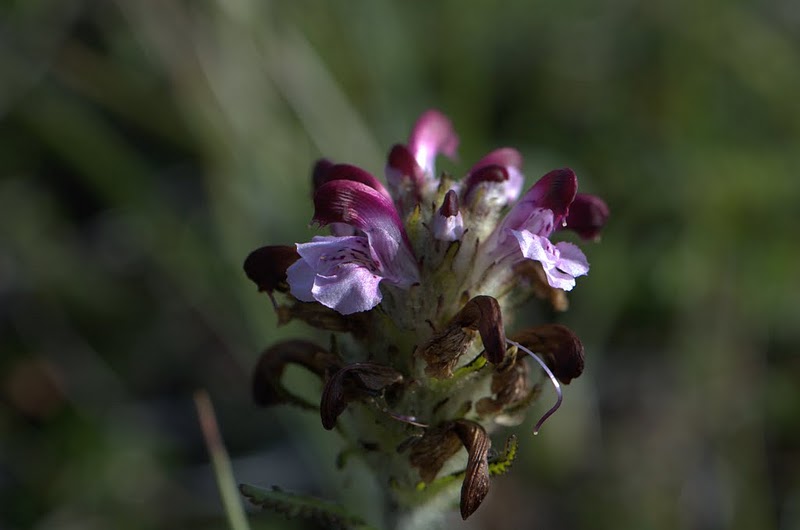 Image of Pedicularis albolabiata specimen.