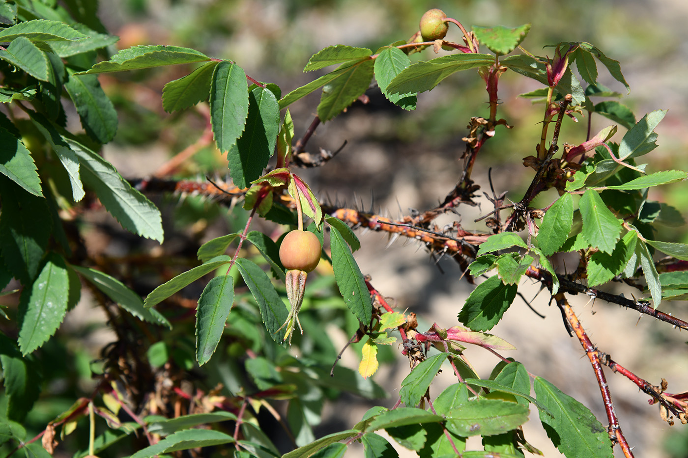 Image of genus Rosa specimen.