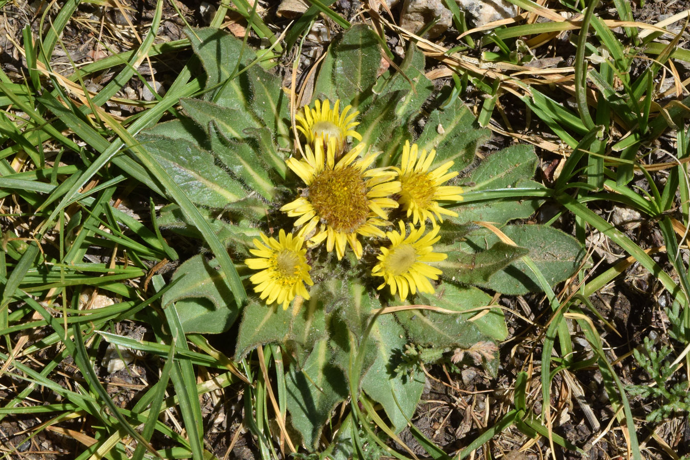 Изображение особи Inula rhizocephala.