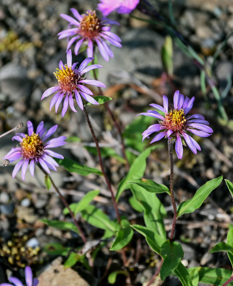 Image of Aster sibiricus specimen.