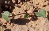 Смотреть изображение Malva parviflora