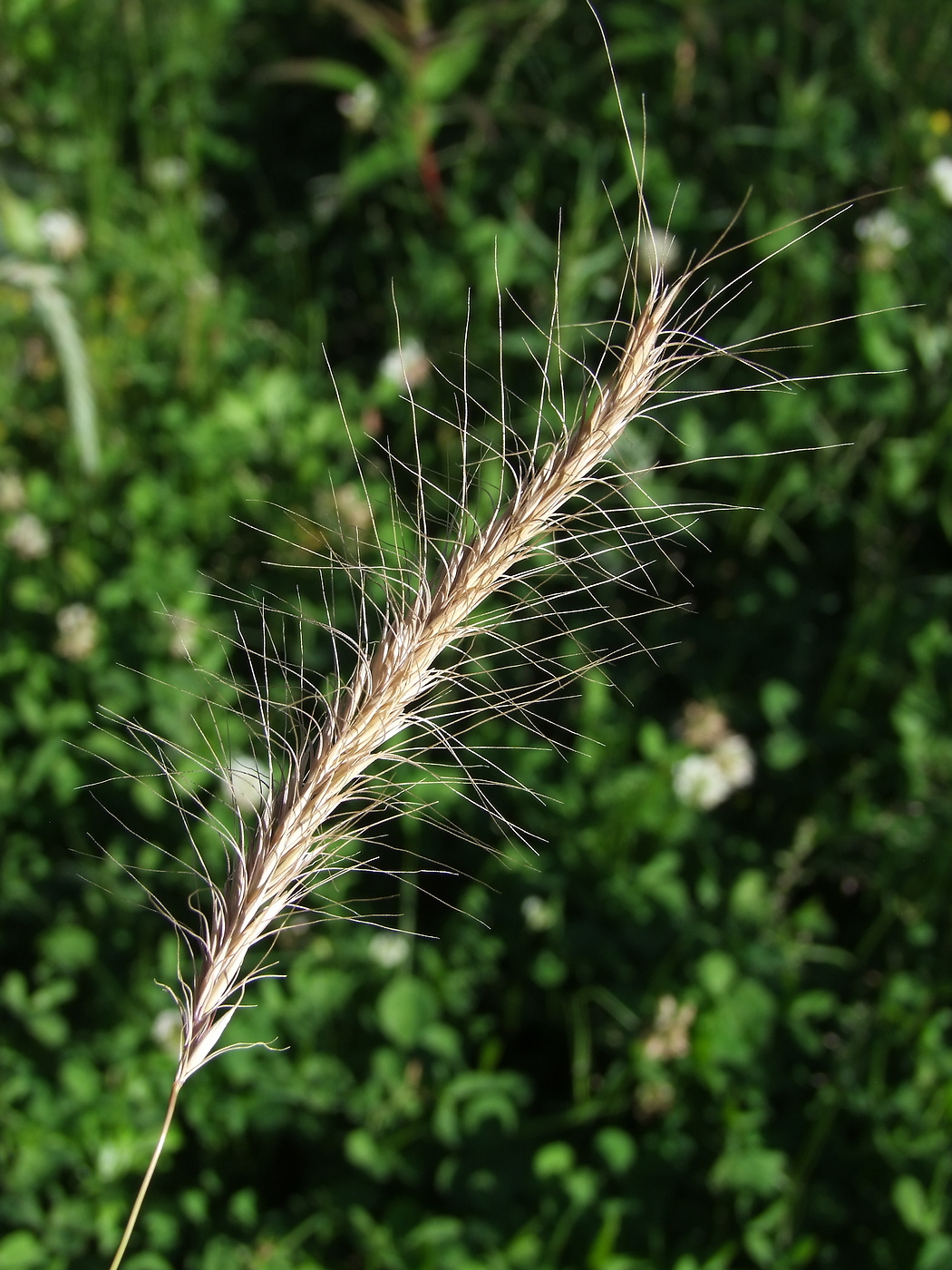 Изображение особи &times; Elyhordeum arcuatum.