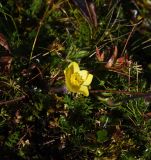 Pulsatilla albana