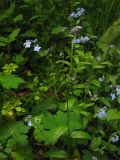 Myosotis sylvatica. Верхняя часть цветущего растения. Украина, Закарпатская обл., Раховский р-н. 3 мая 2008 г.