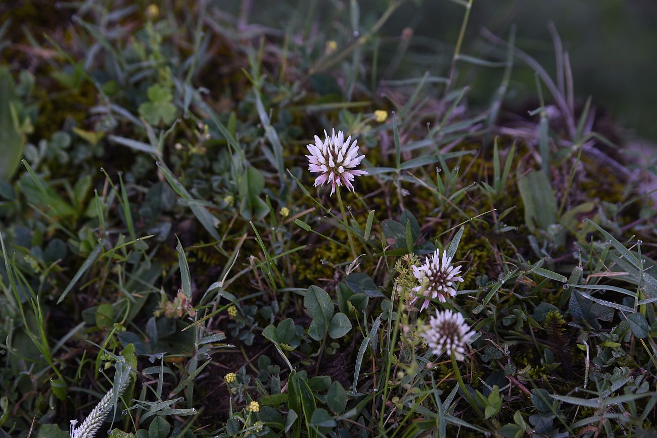 Image of genus Trifolium specimen.