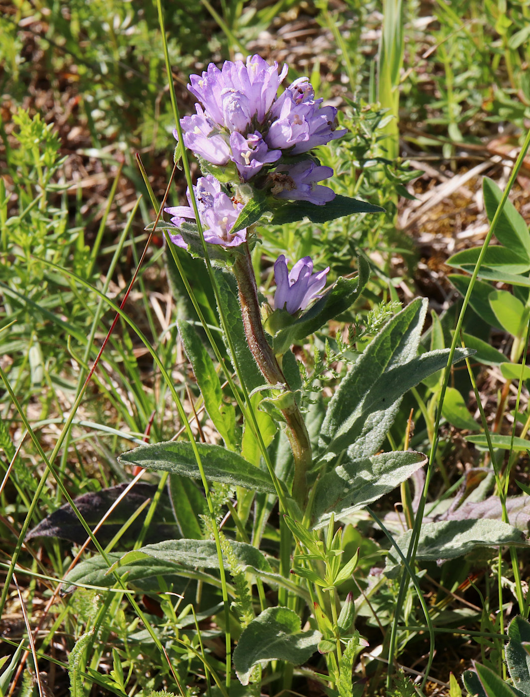 Image of Campanula glomerata specimen.