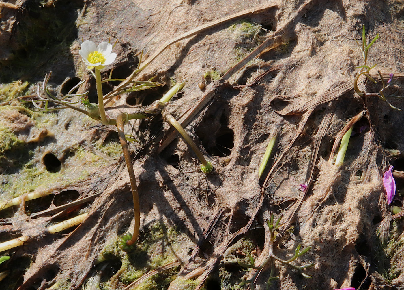 Image of Ranunculus baudotii specimen.