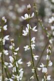 Astragalus pseudomacropterus. Соцветия. Таджикистан, Горно-Бадахшанская автономная обл., Рушанский р-н, хр. Северо-Аличурский, Ирхтские горы, Сарезское оз., Ирхтский залив, дол. р. Лянгар, каменистый берег залива. 27 июня 2024 г.