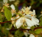 genus Philadelphus. Отцветающее соцветие. Карелия, Сортавальский р-н, о. Валаам, в культуре. Июль 2024 г.