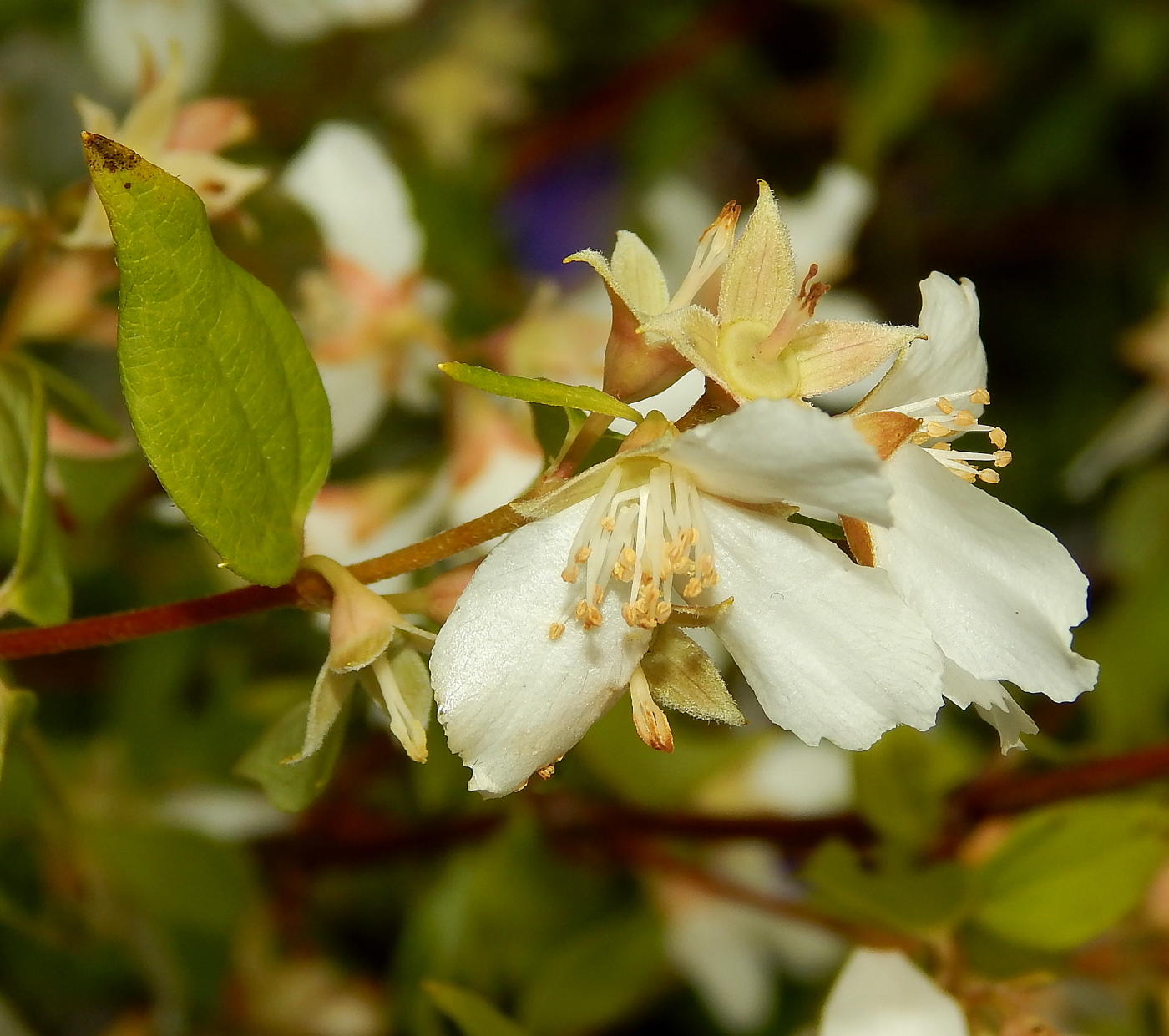 Изображение особи род Philadelphus.