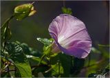 Calystegia sepium