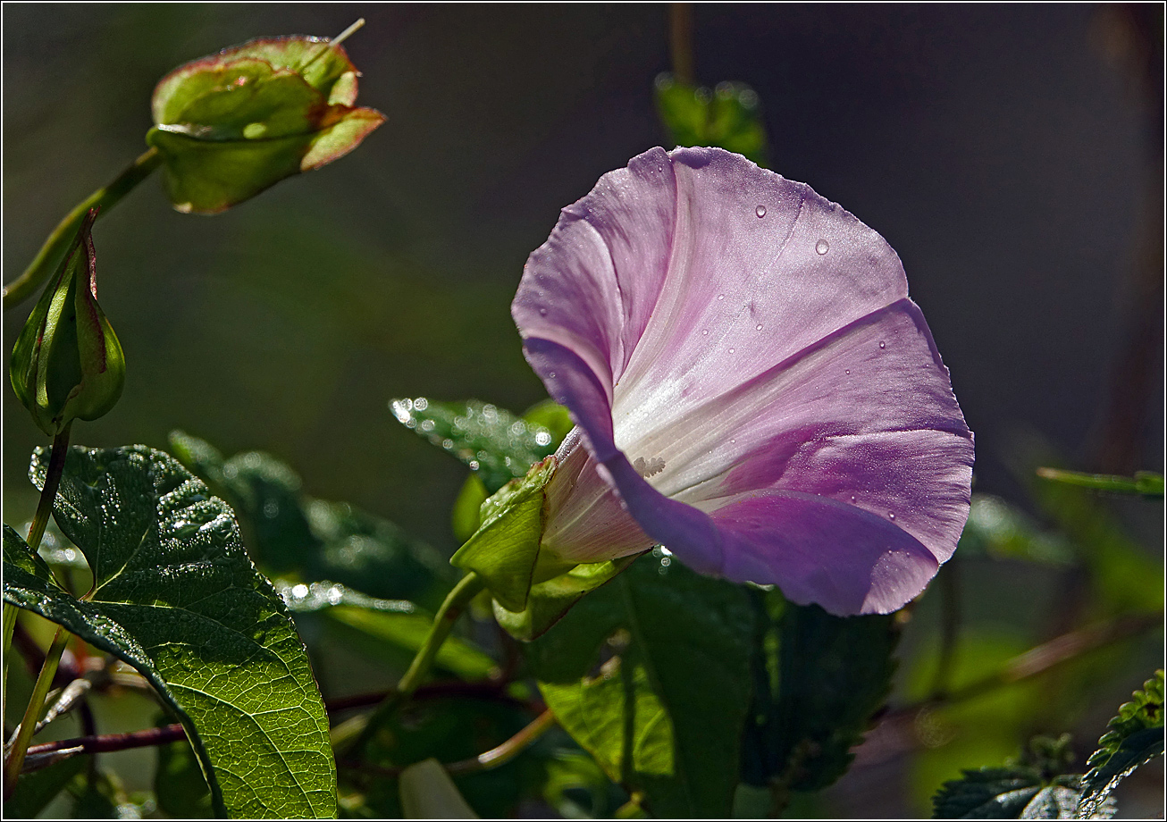 Image of Calystegia sepium specimen.