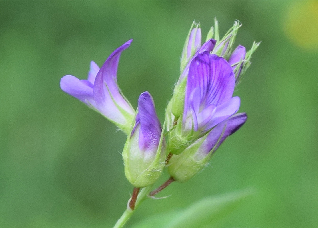 Изображение особи Medicago sativa.