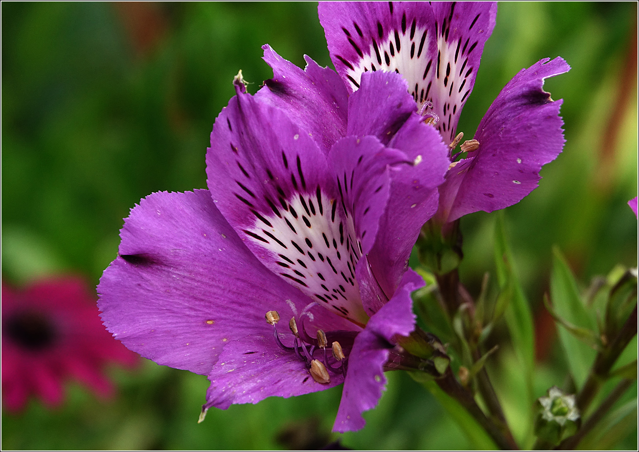 Image of genus Alstroemeria specimen.