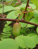 Actinidia kolomikta. Часть побега с плодом. Хабаровский край, окр. г. Комсомольск-на-Амуре, кедрово-широколиственный лес. 05.08.2024.