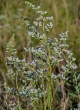 Goniolimon elatum. Соцветия. Оренбургская обл., Саракташский р-н, хр. Карамурунтау, луговой склон. 07.07.2023.