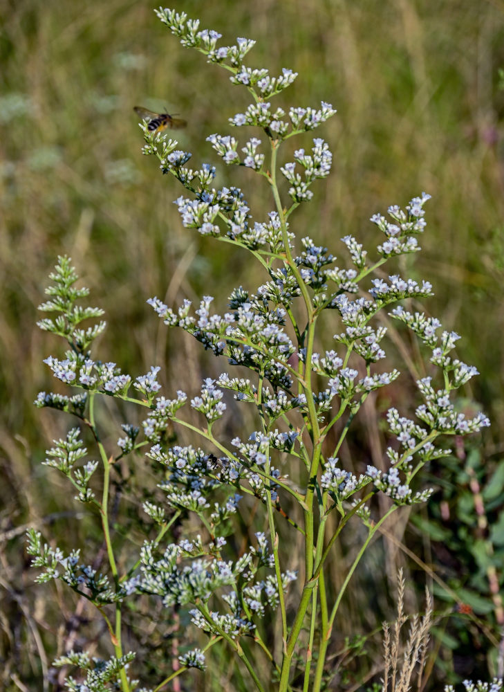 Image of Goniolimon elatum specimen.