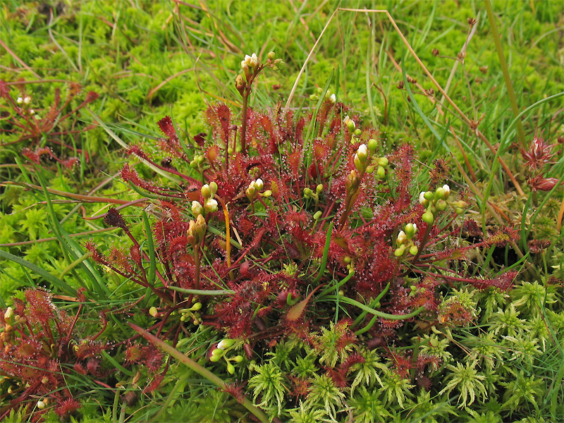 Изображение особи Drosera intermedia.