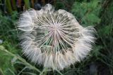 Tragopogon capitatus