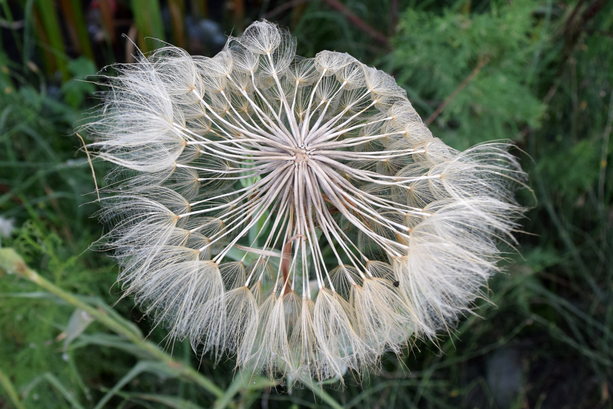 Image of Tragopogon capitatus specimen.