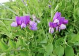 Lathyrus japonicus