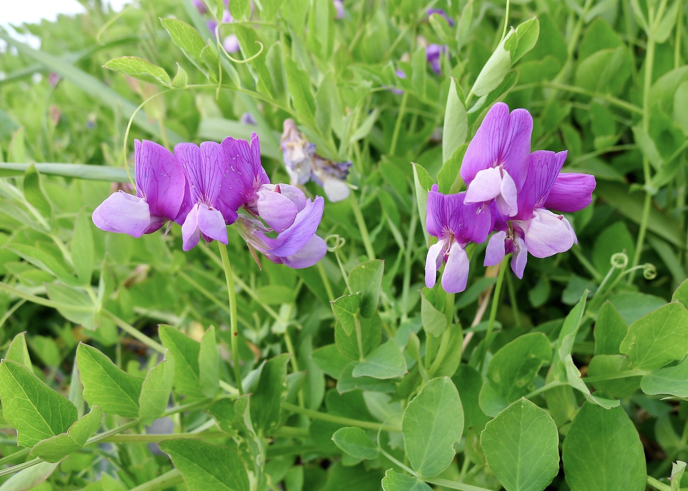 Image of Lathyrus japonicus specimen.