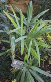 Rhapidophyllum hystrix