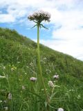 Valeriana rossica. Верхушка цветущего растения. Восточный Казахстан, Южный Алтай, хр. Сарымсакты, пер. Бурхат, ≈ 2000 м н.у.м., субальпийский луг. 4 июля 2024 г.