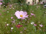 Cosmos bipinnatus