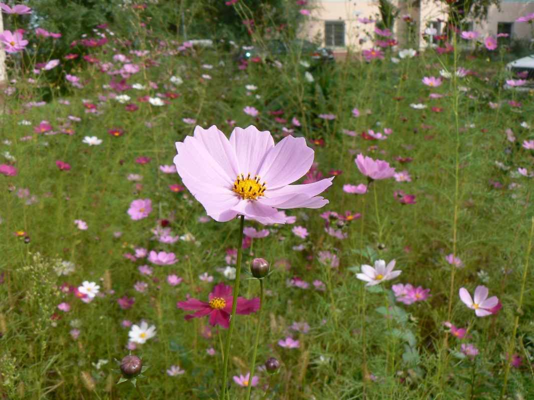 Изображение особи Cosmos bipinnatus.