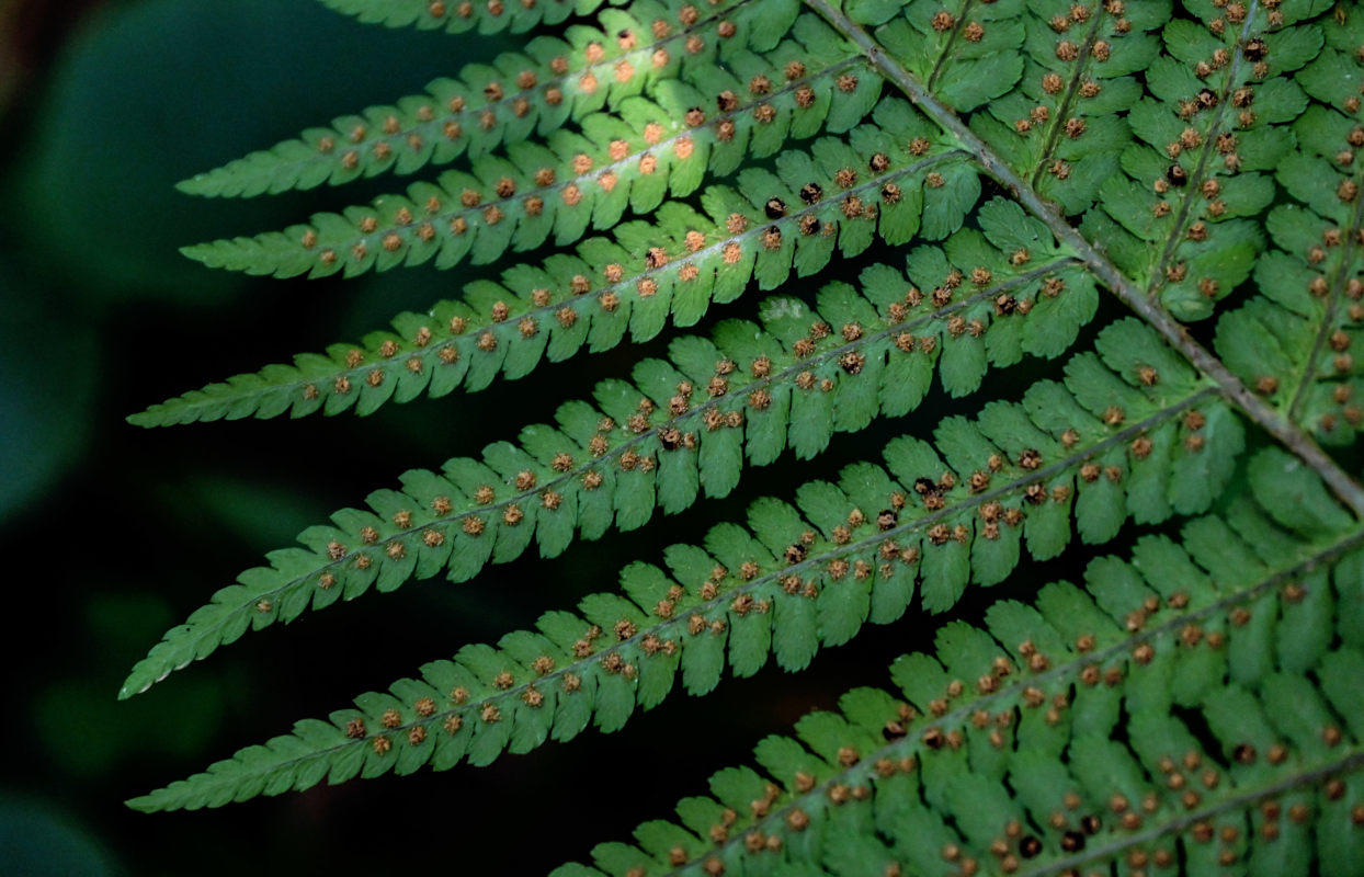 Image of Dryopteris filix-mas specimen.