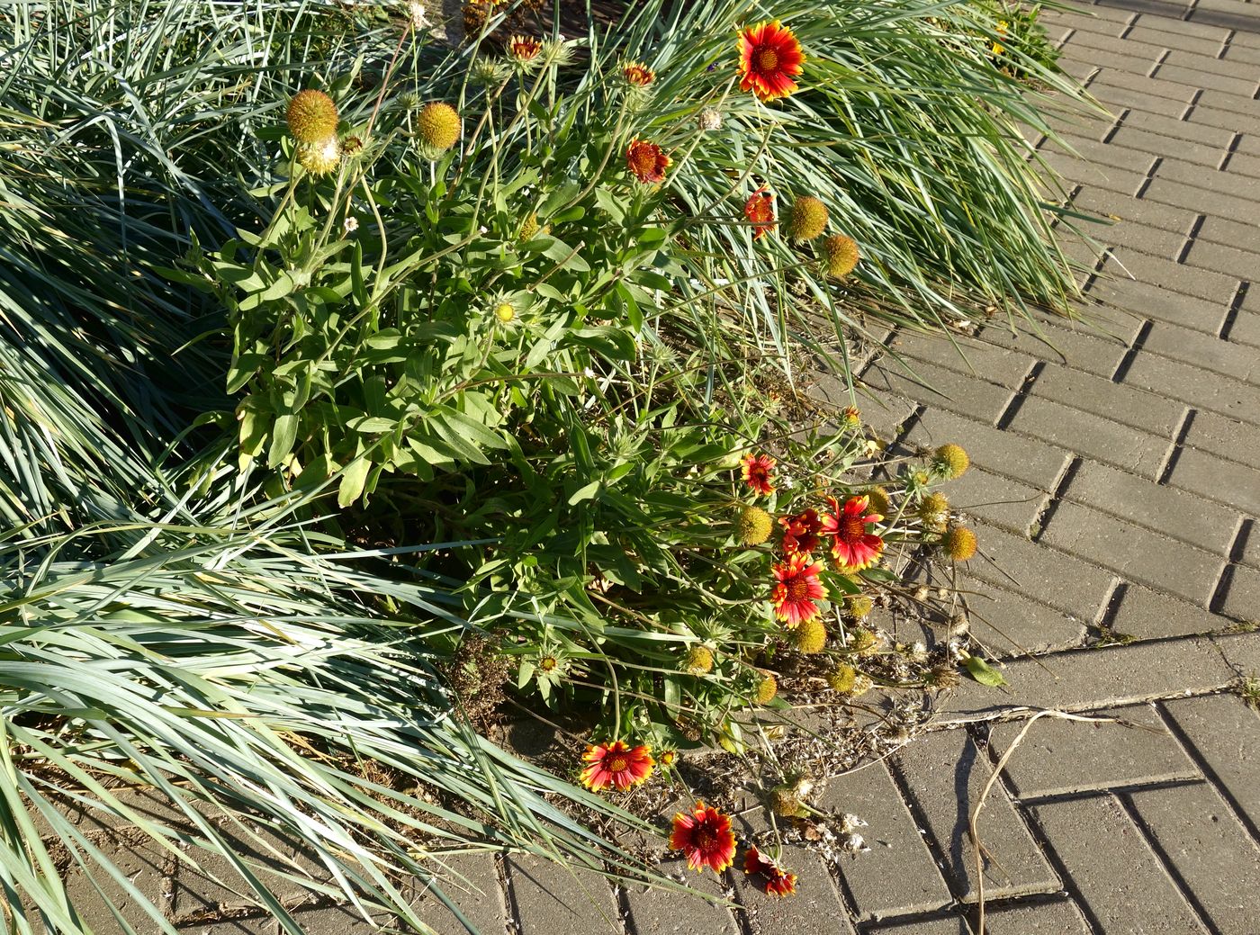 Image of Gaillardia aristata specimen.