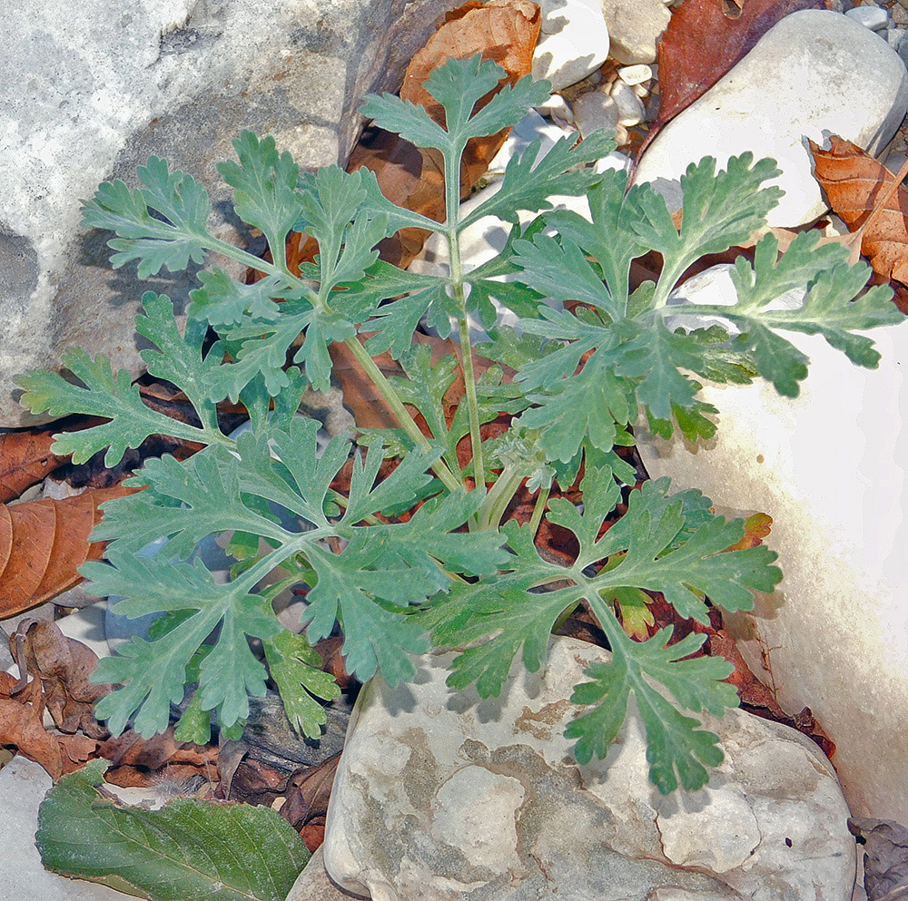 Image of Artemisia absinthium specimen.