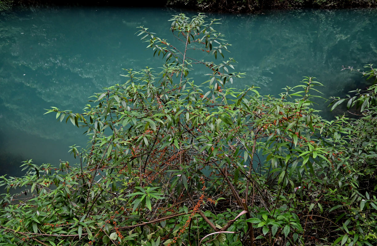 Image of Debregeasia longifolia specimen.