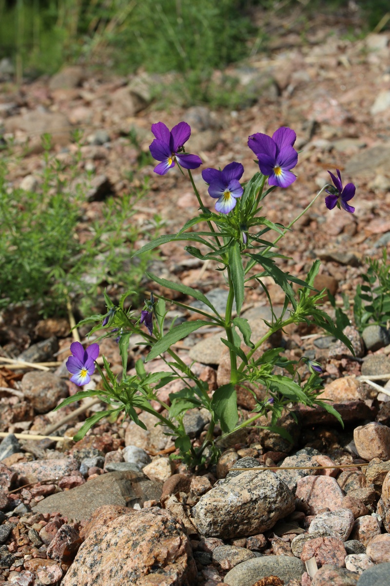 Image of Viola maritima specimen.