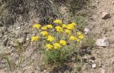 Hypericum scabrum