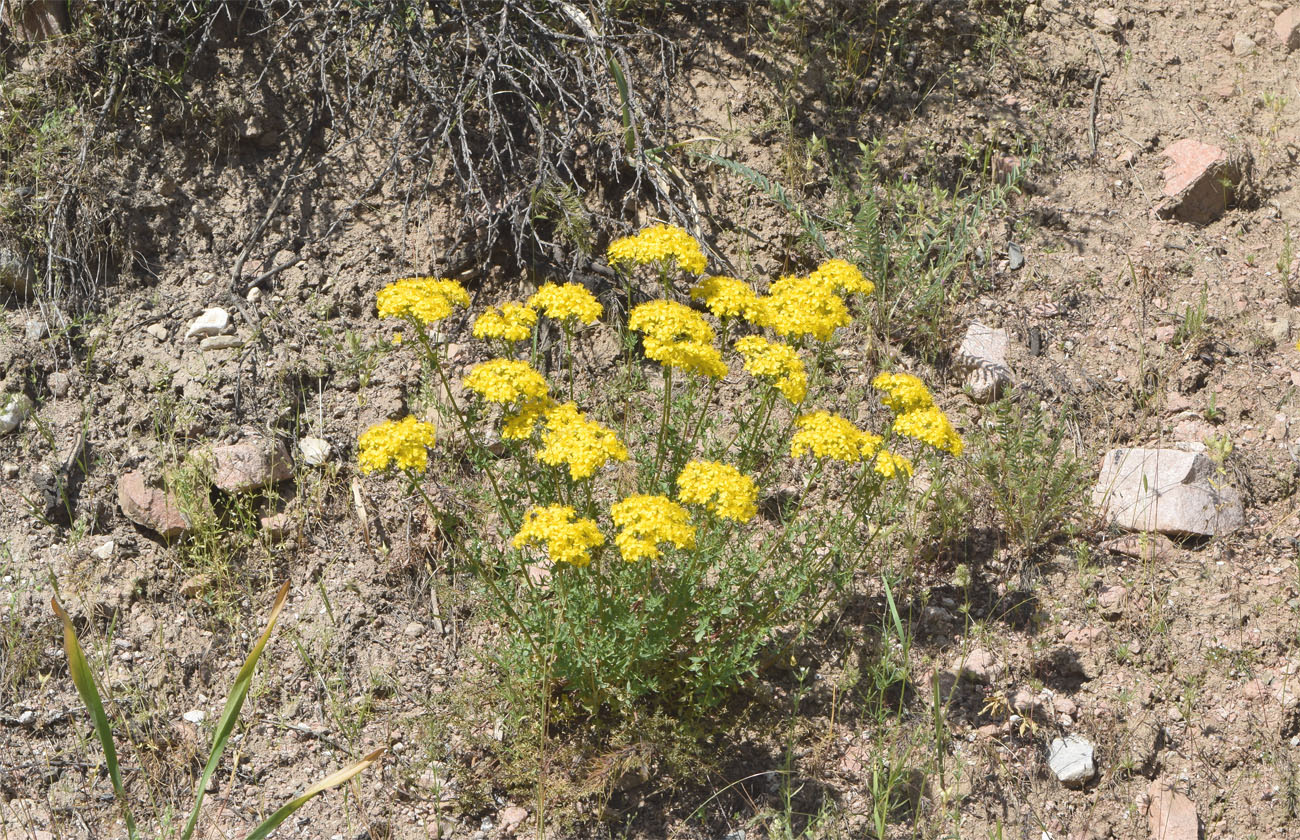 Изображение особи Hypericum scabrum.