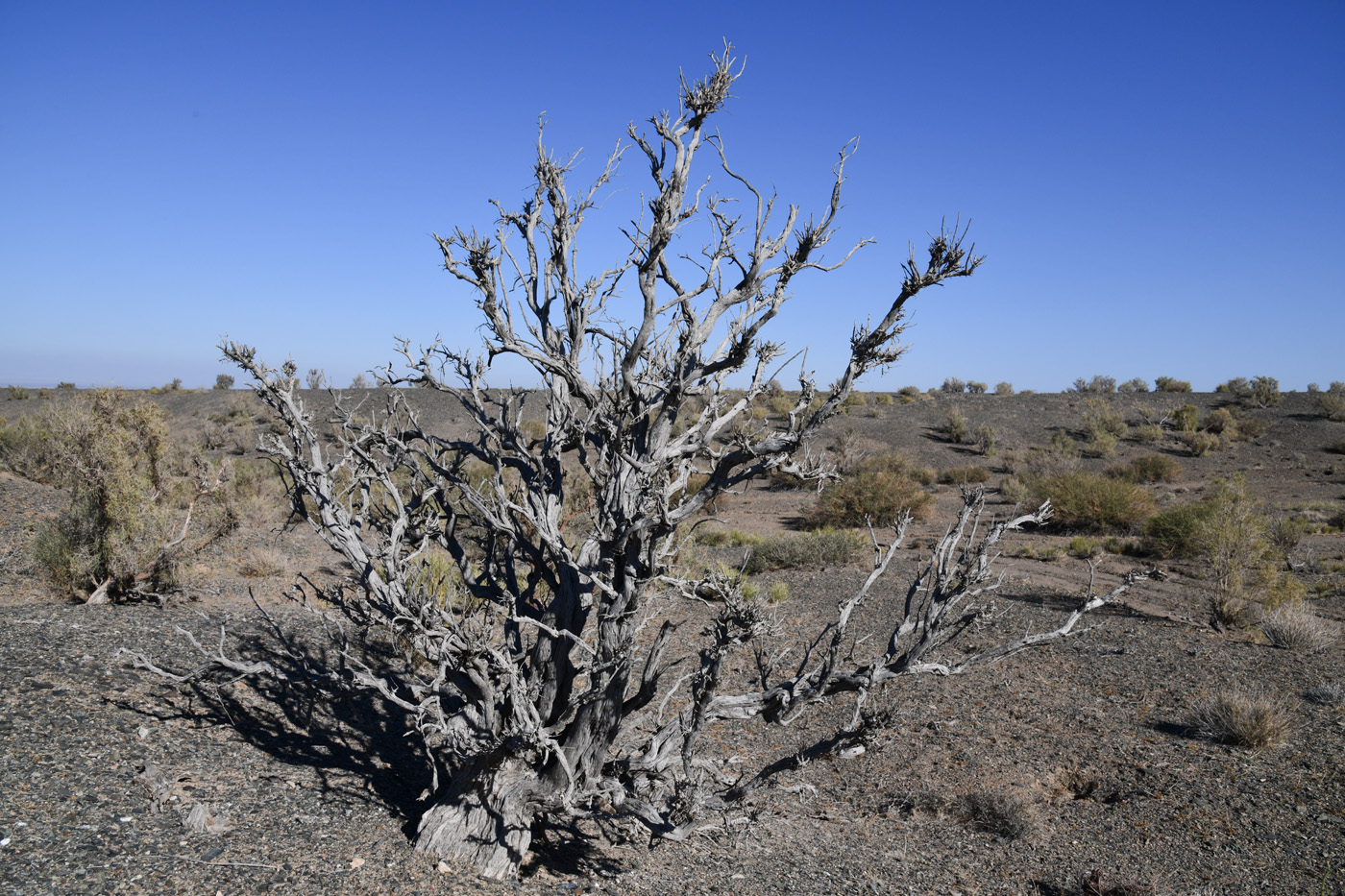 Image of Haloxylon aphyllum specimen.