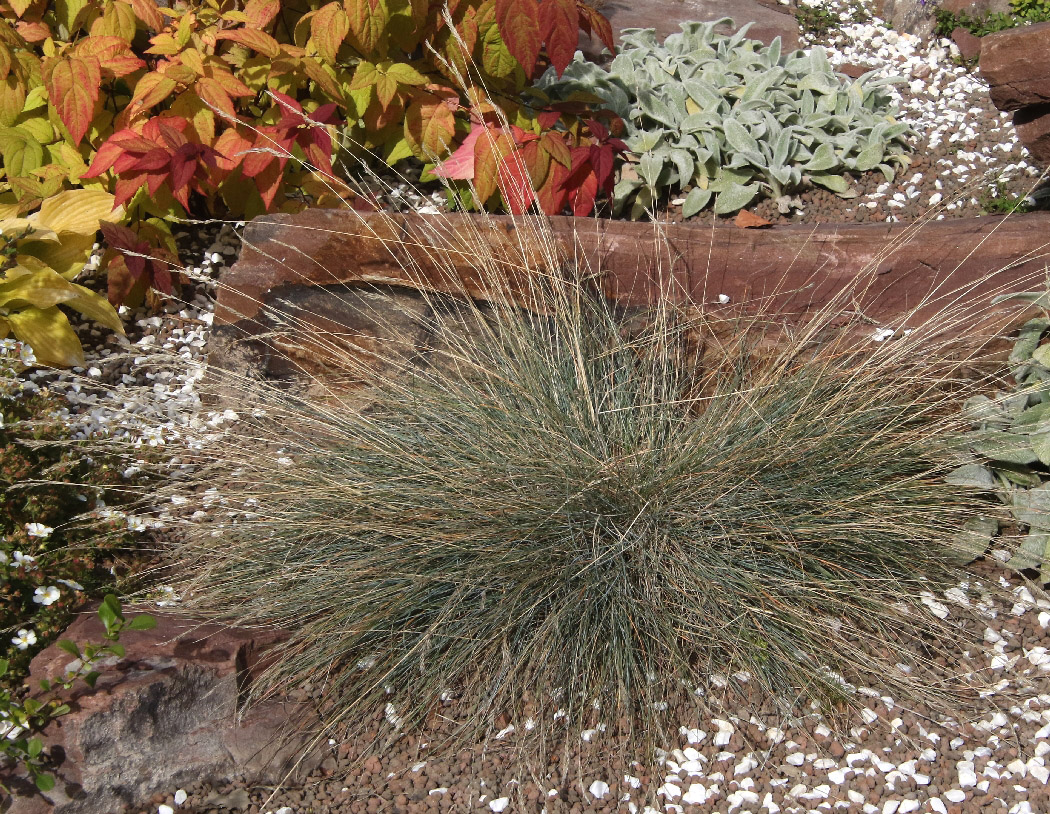 Image of Festuca arvernensis specimen.